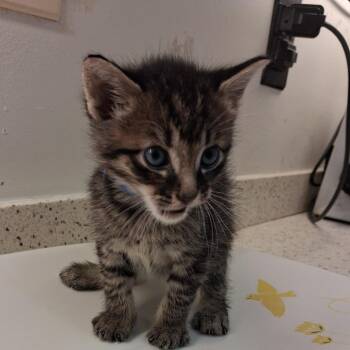 Fire -  Domestic Short Hair Cat for Adoption in Auburn, Alabama - Fire | PetCurious