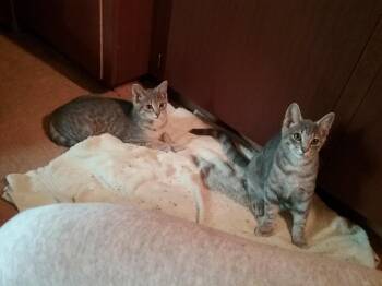 Tabasco -  Domestic Short Hair Cat for Adoption in Bolton, Ontario - Tabasco | PetCurious
