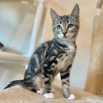 Rescue Domestic Short Hair Cats for Adoption in Cambria, California - Barbie | PetCurious