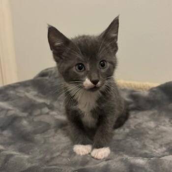 Domestic Short Hair Cats Available for Adoption - Farfalle | PetCurious