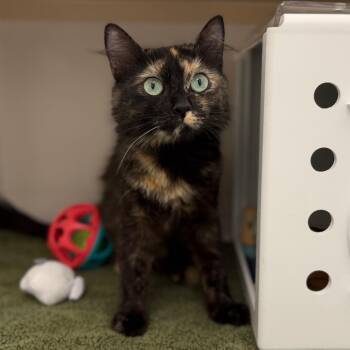 Valerian -  Domestic Medium Hair Cat for Adoption in Sarasota, Florida - Valerian | PetCurious