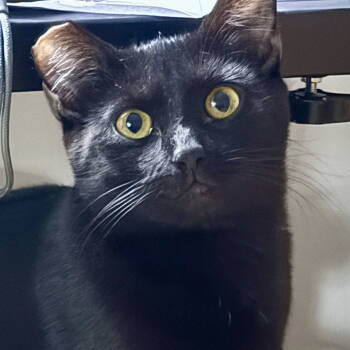 Rescue Domestic Short Hair Cats for Adoption in Minneapolis, Minnesota - Jalapeno | PetCurious