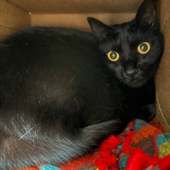 Audrey -  Domestic Short Hair Cat for Adoption in Fairport, New York - Audrey | PetCurious