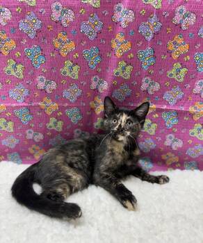 Ms. Tammy -  Domestic Short Hair Cat for Adoption in Upper Sandusky, Ohio - Ms. Tammy | PetCurious