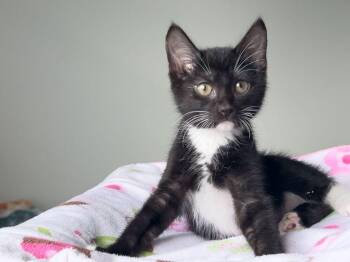 Mumble -  Domestic Short Hair Cat for Adoption - Mumble | PetCurious