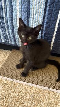 Emmett Yuri -  Domestic Short Hair Cat for Adoption in Chandler, Arizona - Emmett Yuri | PetCurious