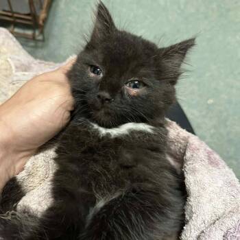 Rescue Domestic Short Hair Cats for Adoption in Rocky Mount, Virginia - Parallel | PetCurious