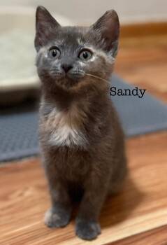 Rescue Dilute Tortoiseshell Cats for Adoption in Brighton, Michigan - Sandy (siblings Are Danny, Frenchie & Rizzo) | PetCurious