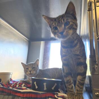 Ivory and Lark -  Domestic Short Hair Cat for Adoption in Old Bridge, New Jersey - Ivory And Lark | PetCurious