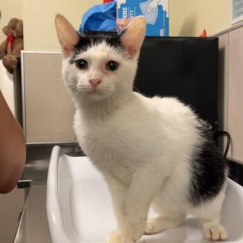 Holden -  Domestic Medium Hair Cat for Adoption in Chicago, Illinois - Holden | PetCurious