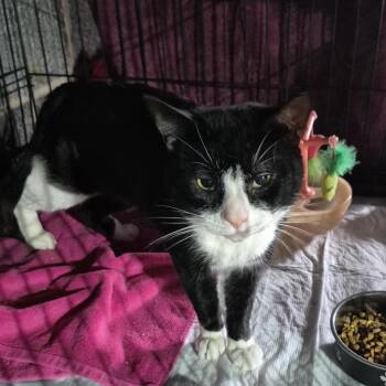 Baby Boy -  Tuxedo Cat for Adoption in Raritan, New Jersey - Baby Boy | PetCurious