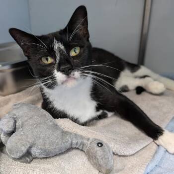 Rescue Domestic Short Hair Cats for Adoption in New Castle, Delaware - Panda | PetCurious