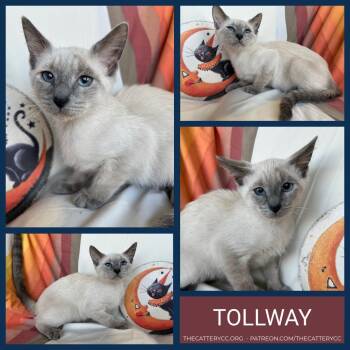Tollway -  Siamese Cat for Adoption in Corpus Christi, Texas - Tollway | PetCurious