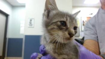 BALI -  Domestic Short Hair Cat for Adoption in Doral, Florida - BALI | PetCurious