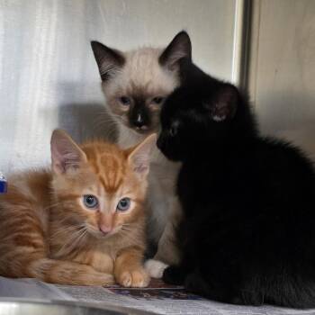 Juniper -  Domestic Short Hair Cat for Adoption in Auburn, Alabama - Juniper | PetCurious