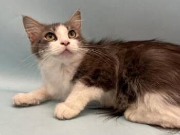 Dua -  Domestic Medium Hair and Domestic Short Hair Cat for Adoption in Golden Valley, Minnesota - Dua | PetCurious