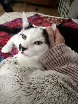 Pez Exotic Flavors: Guava -  Domestic Short Hair Cat for Adoption - Pez Exotic Flavors: Guava | PetCurious