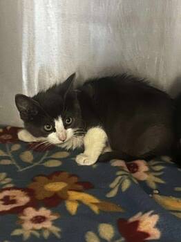 Rescue Domestic Short Hair Cats for Adoption in Spruce Pine, North Carolina - Argus | PetCurious