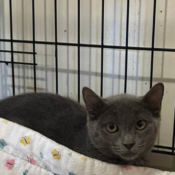 Meggie -  Domestic Short Hair Cat for Adoption in Durham, North Carolina - Meggie | PetCurious