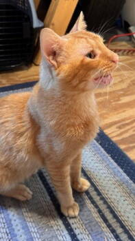 Rescue Domestic Short Hair Cats for Adoption in Frisco, Texas - Percy | PetCurious