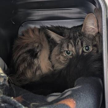 Ki Ki -  Domestic Long Hair Cat for Adoption in Emporia, Kansas - Ki Ki | PetCurious