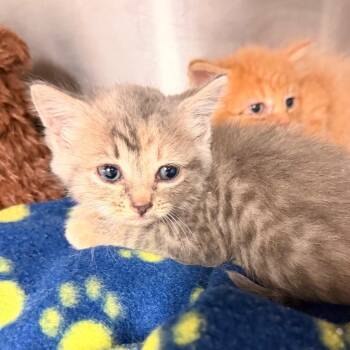 Gloria -  Domestic Medium Hair Cat for Adoption in Evensville, Tennessee - Gloria | PetCurious