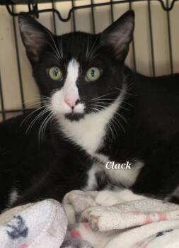 Rescue Domestic Short Hair Cats for Adoption in Cedar Rapids, Iowa - Clack | PetCurious