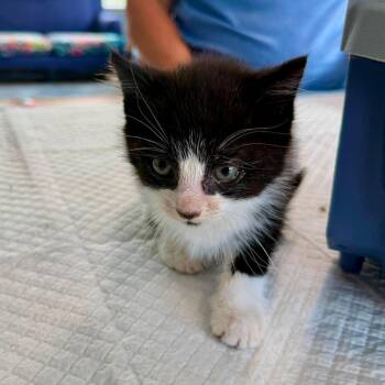 Bebe -  Domestic Medium Hair Cat for Adoption in Aldie, Virginia - Bebe | PetCurious
