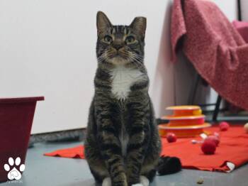 Rescue Domestic Short Hair Cats for Adoption in Missoula, Montana - Dakota | PetCurious