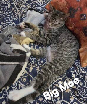 Big Moe -  Domestic Short Hair Cat for Adoption in Longwood, Florida - Big Moe | PetCurious