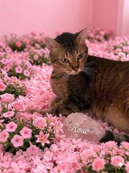 Rose -  Tabby Cat for Adoption in Midlothian, Texas - Rose | PetCurious