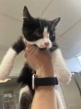 PEAR -  Domestic Short Hair Cat for Adoption in Boston, Massachusetts - PEAR | PetCurious