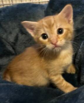 Orion -  Domestic Short Hair Cat for Adoption in West Memphis, Arkansas - Orion | PetCurious