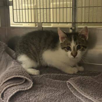 Eric -  Domestic Short Hair Cat for Adoption in Bristol, Indiana - Eric | PetCurious