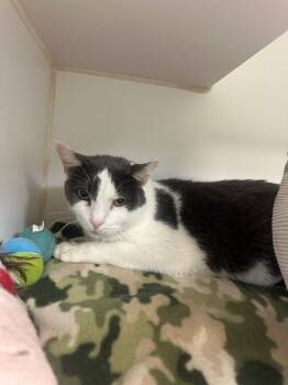 Thomas (Piper Glen) -  Domestic Short Hair Cat for Adoption in Johnson City, Tennessee - Thomas (Piper Glen) | PetCurious