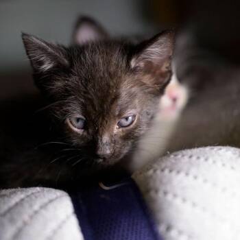 NALA -  Domestic Short Hair Cat for Adoption in Richmond, California - NALA | PetCurious