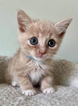 Hemi (FKA Squeak) -  Domestic Short Hair Cat for Adoption in Leonardtown, Maryland - Hemi (FKA Squeak) | PetCurious