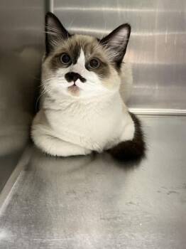 Rescue Snowshoe Cats for Adoption in Thousand Palms, California - NIC | PetCurious