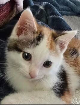 DOLLY -  Domestic Short Hair Cat for Adoption in Tustin, California - DOLLY | PetCurious