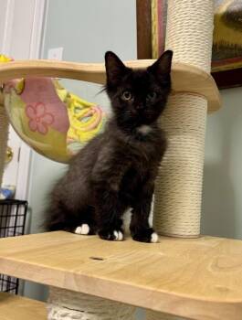 Adrien -  Domestic Short Hair Cat for Adoption in Dale City, Virginia - Adrien | PetCurious