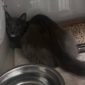 Pinata -  Domestic Short Hair Cat for Adoption in Yuma, Arizona - Pinata | PetCurious