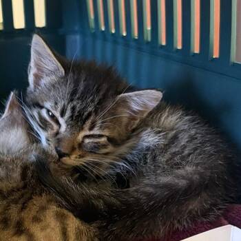 Precious -  Domestic Short Hair Cat for Adoption in Springfield, Illinois - Precious | PetCurious