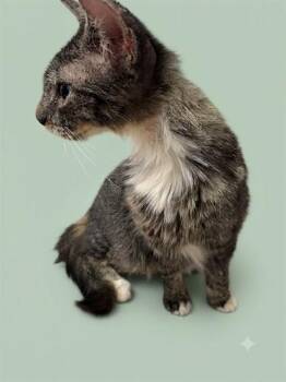 MUTA -  Domestic Long Hair Cat for Adoption in Jacksonville, Florida - MUTA | PetCurious