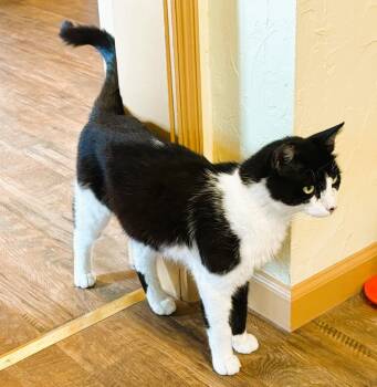 Rescue Tuxedo Cats for Adoption in Prescott, Arizona - FELIX | PetCurious