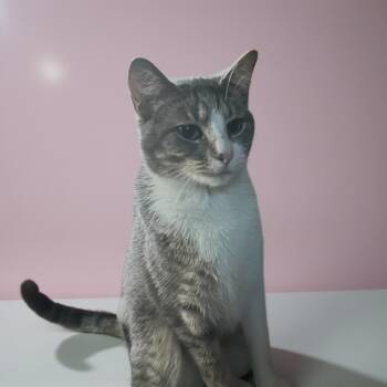 Rescue Domestic Short Hair and Tabby Cats for Adoption in Dallas, Texas - Ambelin | PetCurious