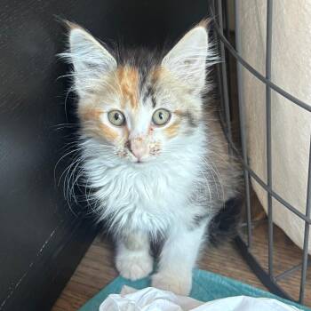 VIENNA -  Domestic Short Hair Cat for Adoption in Richmond, California - VIENNA | PetCurious