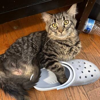 Domestic Medium Hair Cats Available for Adoption in Bloomington, Illinois - Squeakers | PetCurious