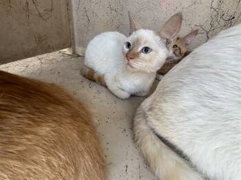 Domestic Short Hair Cats Available for Adoption in Oklahoma City, Oklahoma - A473718 | PetCurious