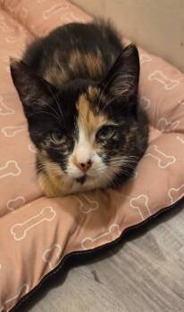 Jax -  Domestic Short Hair Cat for Adoption - Jax | PetCurious