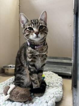 61096714 -  Domestic Short Hair Cat Available for Adoption in Elko, Nevada - 61096714 | PetCurious
